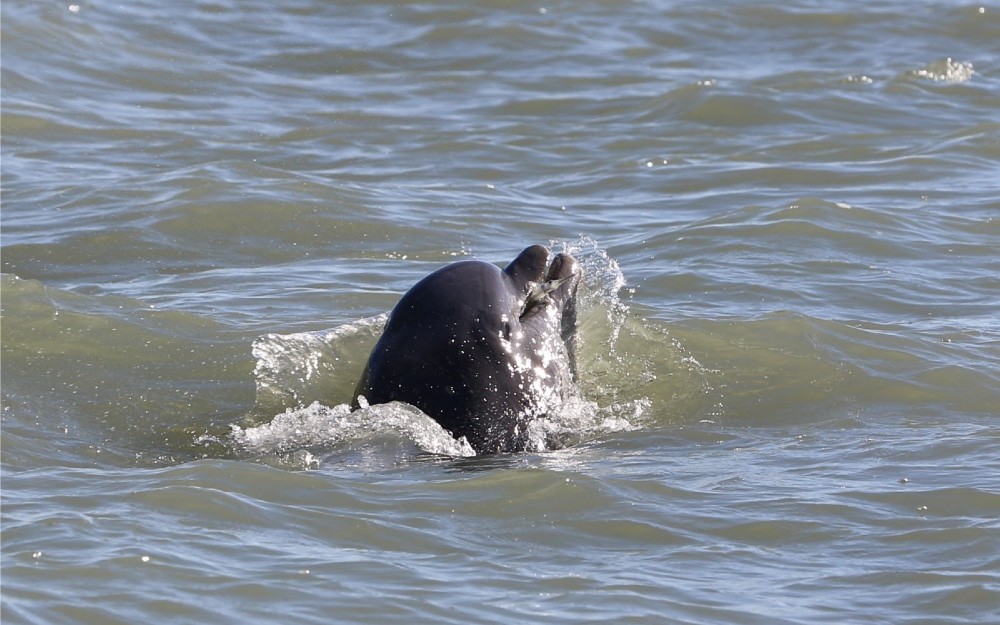 bottlenose-dolphin.jpg