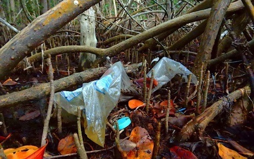 Plastic debris in the mangrove forests